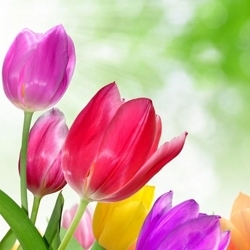 Фотодрук "Квіти"