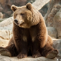 Фотодрук "Тварини"